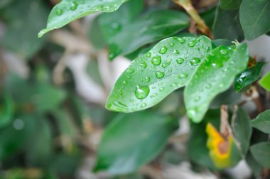 Ficus pumila veya tırmanma inciri veya moraseAE ve yağmur damlası veya çiy damlası