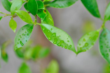 Ficus annulata Blume, Banyan Tree veya MORACEAE ve yağmur damlası veya çiy damlası