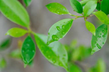 Ficus annulata Blume, Banyan Tree veya MORACEAE ve yağmur damlası veya çiy damlası