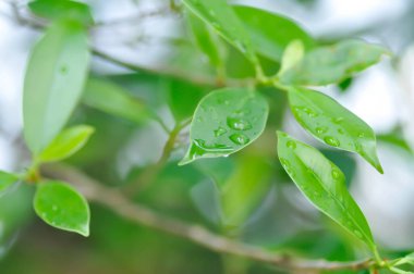 Ficus annulata Blume, Banyan Tree veya MORACEAE ve yağmur damlası veya çiy damlası