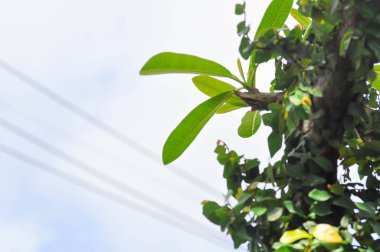 pagoda ağacı veya frangipani veya tapınak ağacı ve gökyüzü arkaplanı