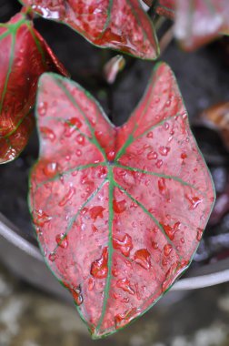 Caladium, Caladium Bicolor Vent veya Caladium bicolor veya pembe kaladyum veya kaladyum kabarcığı ve yağmur damlası veya çiy damlası