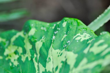 Colocasia Esculenta Hilo Beauty, Colocasia veya Esculenta Hilo veya Colocasia bicolor
