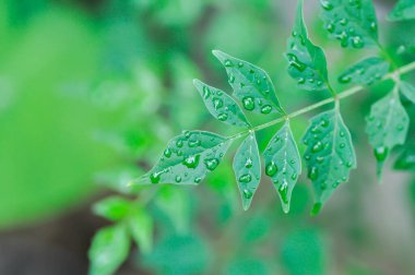 Mantar ağacı, Hint mantar ağacı veya Millingtonia hortensis Linn veya BIGNONIACEAE ve yağmur damlası veya yağmur damlası