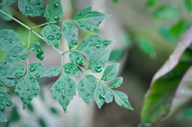 Cork tree, Indian cork tree or Millingtonia hortensis Linn or BIGNONIACEAE and rain droplet or rain drop clipart