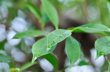 Ficus annulata Blume, Banyan Tree veya MORACEAE ve yağmur damlası veya çiy damlası