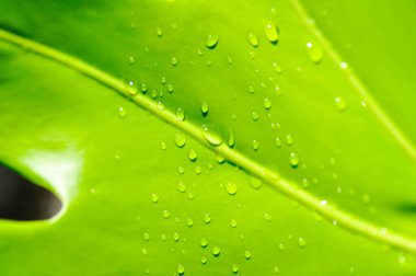 Canavar, Kasırga Bitkisi veya İsviçre Peynir Bitkisi ve yağmur damlası veya çiy damlası