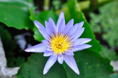 Mor Lotus veya Kutsal Lotus veya Mısır Lotusu veya Nelumbo nucifera Gaertn gölette veya saksıda