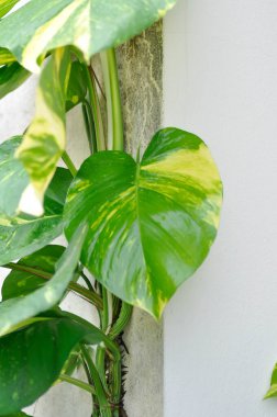 Duvarda Şeytani Sarmaşık, Altın Pothos veya Avcı Kaftanı veya Epipremnum Aureum veya Araceae