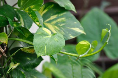 Şeytanlar Ivy, Golden Pothos veya Hunters Robe veya Epipremnum aureum veya Araceae ve yağmur damlası veya çiy damlası