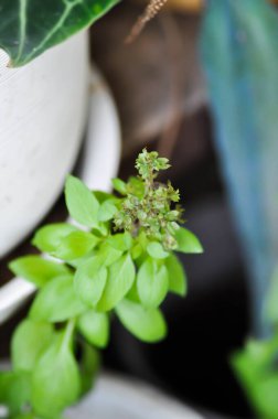 Ocimum bazilika linn, Sweet Basil or Thai Basil veya LABIATAE veya LAMIACEAE bitkileri saksıda