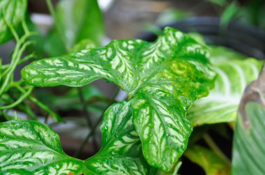 Cercestis mirabilis, Rhektophyllum mirabile veya ARACEAE ve yağmur damlası veya çiy damlası