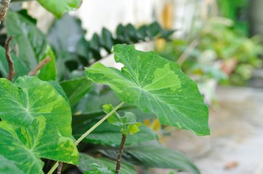 Colocasia esculenta midori ekşi, Colocasia, Midori ekşi veya Colocasia bitkisi bahçede.