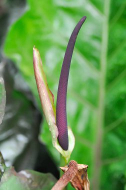 Bitkinin üzerinde Anthurium Rönesans ya da Anthurium Rönesans çiçeği ya da tohum