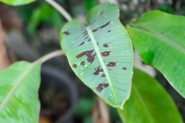 banana plant, blood banana or Musa acuminata or Musa balbisiana and rain droplet or dew drop clipart