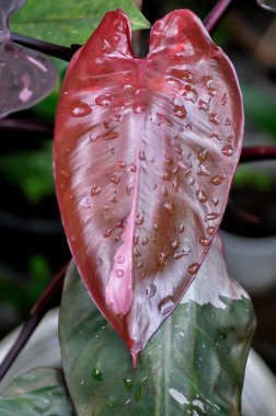 Philodendron, Philodendron Pembe Prenses veya iki renkli bitki veya pembe yaprak veya kahverengi yaprak ve yağmur damlası damlası damla