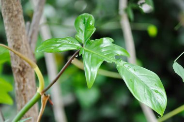 Philodendron pedatum Neşeli Eller veya ARACEAE, Philodendron bitkisi ve yağmur damlası veya çiy damlası