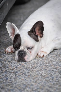 Köpek ya da Fransız bulldog, yerde uykulu Fransız bulldog