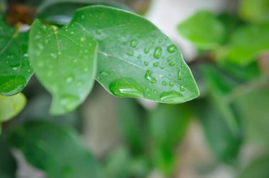 Ficus pumila veya tırmanma inciri veya moraseAE ve yağmur damlası veya çiy damlası