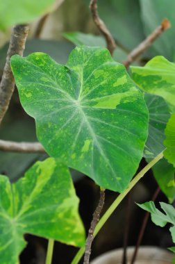 Colocasia esculenta midori ekşi, Colocasia, Midori ekşi veya Colocasia bitkisi veya iki renkli Colocasia veya iki renkli bitki.