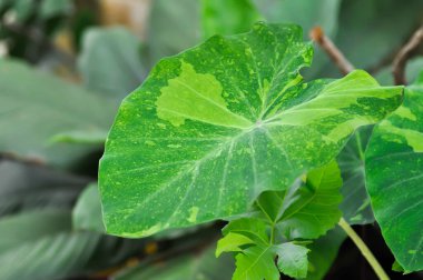 Colocasia esculenta midori ekşi, Colocasia, Midori ekşi veya Colocasia bitkisi veya iki renkli Colocasia veya iki renkli bitki.