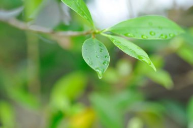 Ficus annulata Blume, Banyan Tree veya MORACEAE ve yağmur damlası veya çiy damlası