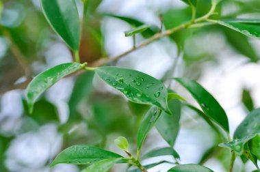 Ficus annulata Blume, Banyan Tree veya MORACEAE ve yağmur damlası veya çiy damlası