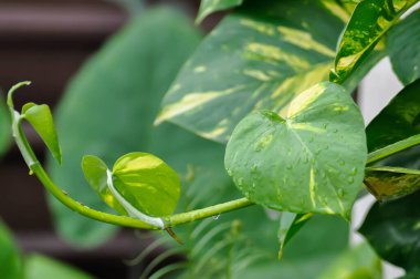 Şeytanlar Ivy, Golden Pothos veya Hunters Robe veya Epipremnum aureum veya Araceae ve yağmur damlası veya çiy damlası