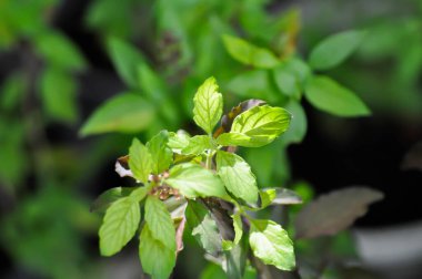 Fesleğen veya kutsal fesleğen, tatlı fesleğen veya Ocimum tenüflorum veya Kutsal fesleğen veya Lamiaceae bitkisi.