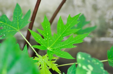 Papaya, Carica papaya L veya Papaya veya Melan Tree veya Paw Paw veya CARICEAE bitki ve yağmur damlası veya çiy damlası