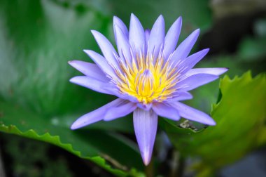 purple lotus or Sacred Lotus or Egyptian Lotus or Nelumbo nucifera Gaertn in the pond or flowerpot clipart