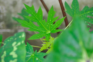 Papaya, Carica papaya L veya Papaya veya Melan Tree veya Paw Paw veya CARICEAE bitki ve yağmur damlası veya çiy damlası