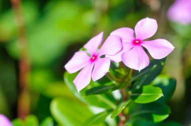 Catharanthus Roseus G Don, APOCYNACEAE veya Madagaskar menekşesi veya Vinca veya bahçedeki yaşlı kız kurusu çiçeği