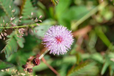 Hassas bitki, Shameplant veya Sleeping grass veya Mimosa hispidula Kunth veya Mimosa pudica L çiçeği bahçede