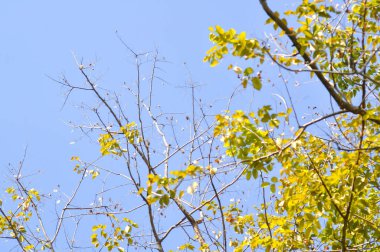 Şube veya ağaç ve mavi gökyüzü arka plan