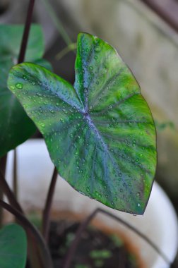 Colocasia, Colocasia Black Ripple veya Black Colocasia esculenta veya Colocasia Black Coral veya Araceae veya kara yaprak ve çiy damlası