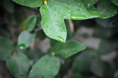 Ficus pumila ya da tırmanan incir ya da MoraceAE ve çiy damlası ya da yağmur damlası