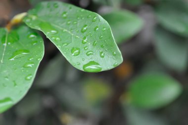 Ficus pumila ya da tırmanan incir ya da MoraceAE ve çiy damlası ya da yağmur damlası