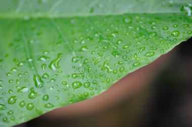 Alocasia, Alocasia makrokorrhizos veya Alocasia bitkisi veya çiy damlası veya yağmur damlası