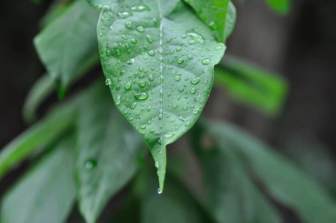 Persea Americana Mill veya Avocado, Lauraceae veya Persea gratissima veya avokado bitkisi ve yağmur damlası veya çiy damlası