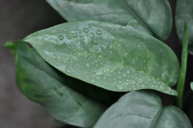 Aglaonema sp, Chinese Evergreen veya ARACEAE veya Aglaonema ve yağmur damlası veya çiy damlası