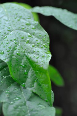 Persea Americana Mill veya Avocado, Lauraceae veya Persea gratissima veya avokado bitkisi ve yağmur damlası veya çiy damlası
