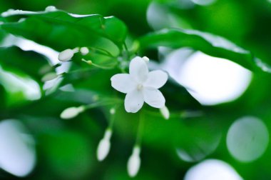 Wrightia religiosa, Tejsm ve Binn veya Benth ex Kurz veya Apocynaceae bitkilerinde beyaz çiçeklerle