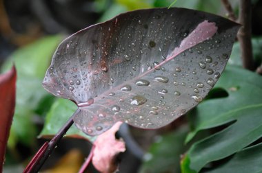 Philodendron, Philodendron Pembe Prenses veya iki renkli bitki veya pembe yaprak veya kahverengi yaprak ve yağmur damlası veya çiy damlası