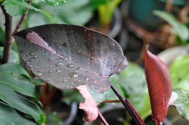 Philodendron, Philodendron Pembe Prenses veya iki renkli bitki veya pembe yaprak veya kahverengi yaprak ve yağmur damlası veya çiy damlası