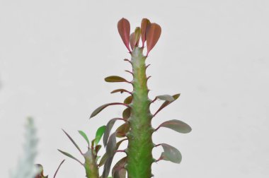 Euphorbia veya Euphorbia mayurnathanii, Euphorbia lactea veya Euphorbia lacei Craib veya succulent