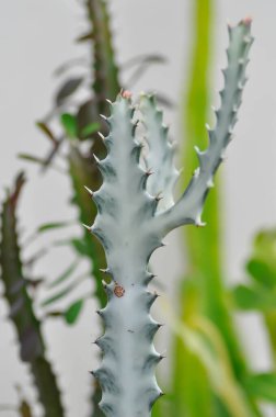 Euphorbia lactea beyaz hayalet veya Euphorbia veya Euphorbia mayurnathanii çeşidi, Euphorbia lactea veya beyaz bitki