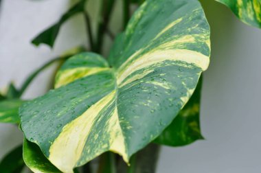 Şeytanlar Ivy, Golden Pothos veya Hunters Robe veya Epipremnum aureum veya Araceae ve yağmur damlası veya çiy damlası
