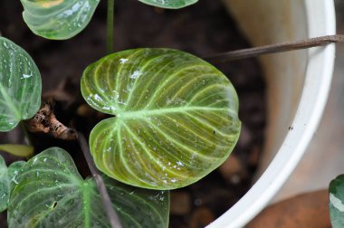 Philodendron Gloriosum, Philodendron bitkisi veya yeni doğan yaprak