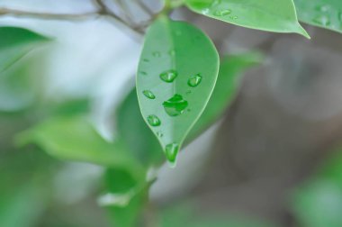 Yağmur ağacı veya Samanea saman, LEGUMINOSAE MIMOSOIDEAE ve yağmur damlası veya çiy damlası
